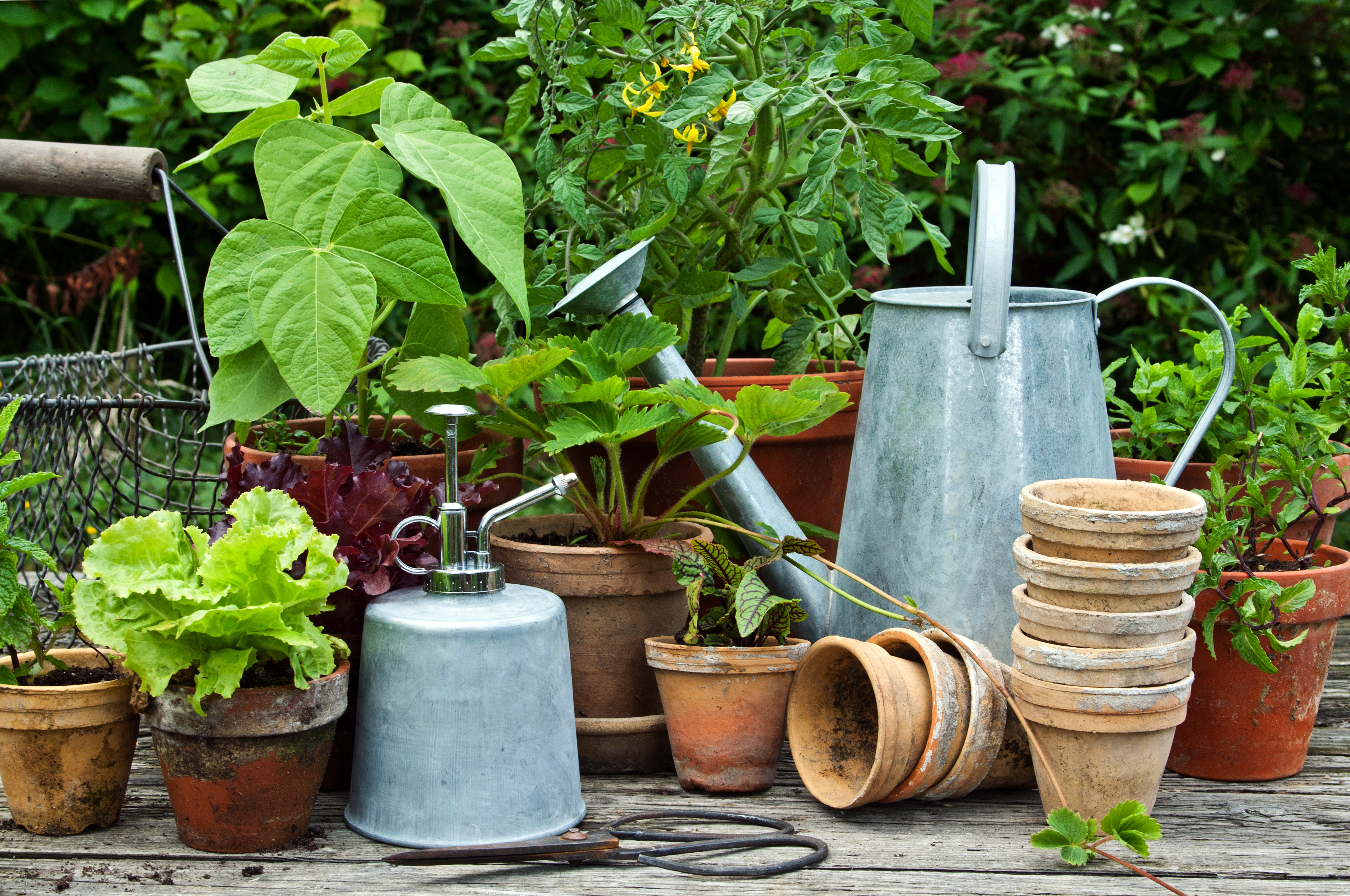 Graines de tomates : Semences pour le potager et potager et verger