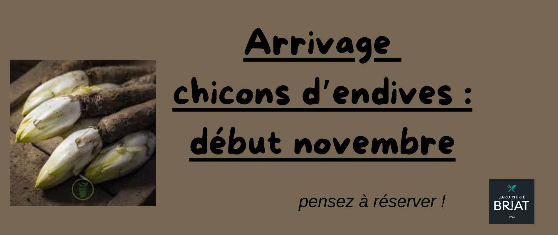Chicons d'endives
