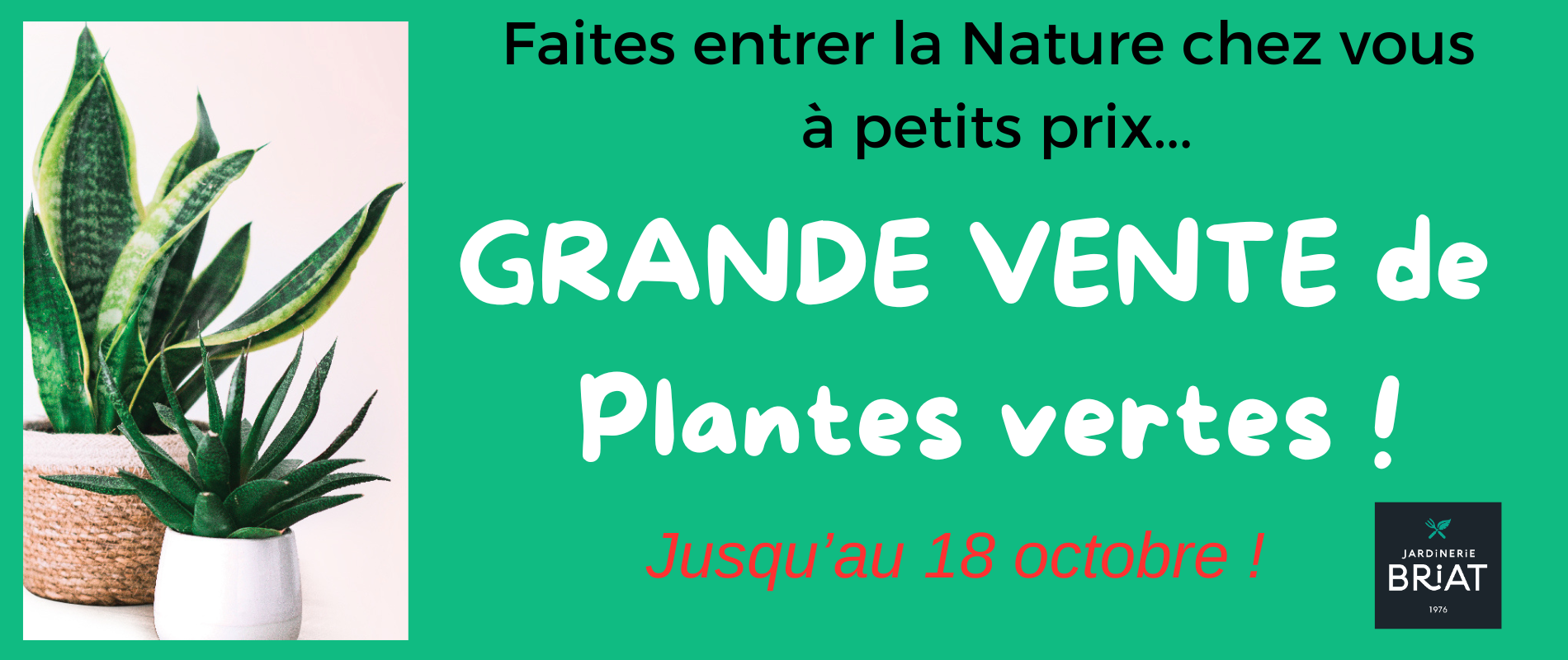 Vente plantes vertes